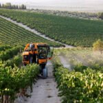 Finaliza la vendimia en Montilla-Moriles con una cosecha corta y con unos precios muy alejados de las expectativas