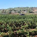 Advierten que la vendimia catalana se reducirá este año más de un 40% por la sequía con pérdidas en algunas DO del 50 al 85%