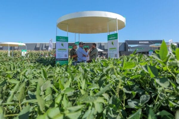 Soja: la elección del genotipo, el primer paso clave para achicar la brecha de rendimiento Soja: la elección del genotipo, el primer paso clave para achicar la brecha de rendimiento