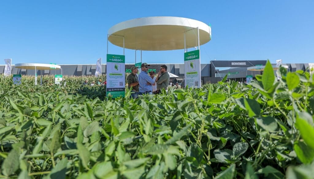 Soja: la elección del genotipo, el primer paso clave para achicar la brecha de rendimiento