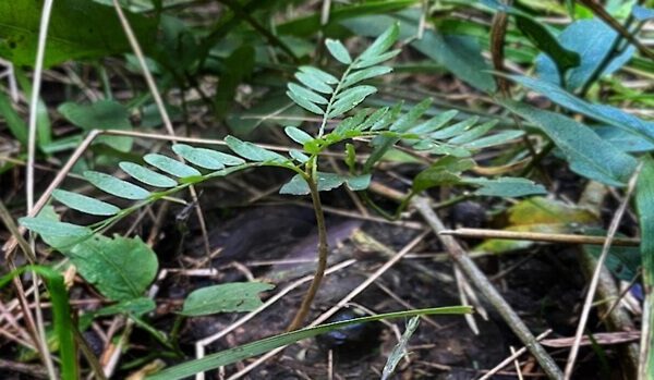 La acacia negra, el “árbol-maleza” que causa fuerte preocupación por su expansión en Entre Ríos