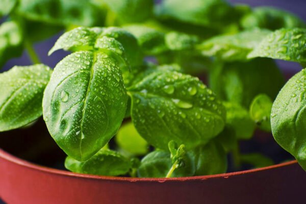 Cómo producir y conservar albahaca en la huerta en septiembre