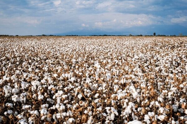 El algodón se viste como una de las grandes estrellas del crecimiento agroexportador 2024