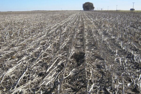 Momento de barbechos: cómo evitar fitotoxicidad por el uso de herbicidas residuales