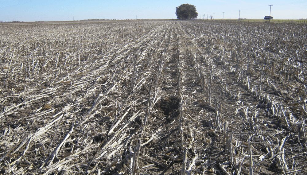 Momento de barbechos: cómo evitar fitotoxicidad por el uso de herbicidas residuales