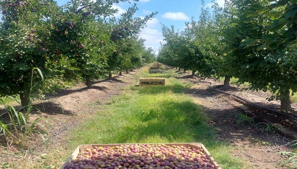 Día del Productor Agropecuario: tres casos de diversificación que triunfan en los mercados externos