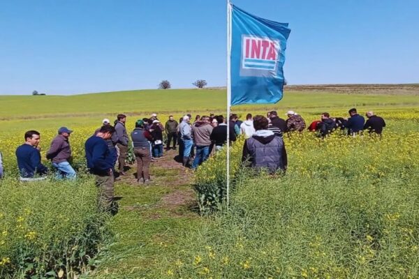 La producción de colza levanta vuelo en Argentina con su primer simposio nacional
