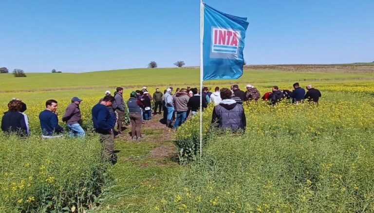 La producción de colza levanta vuelo en Argentina con su primer simposio nacional