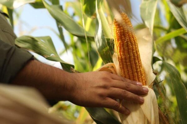 En la dieta del maíz, una mayor dosis de nitrógeno, fósforo y azufre puede sumar 3.900 kilos