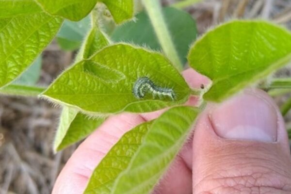 Nueva formulación: el insecticida que evolucionó y ahora se aplica a menor dosis por hectárea