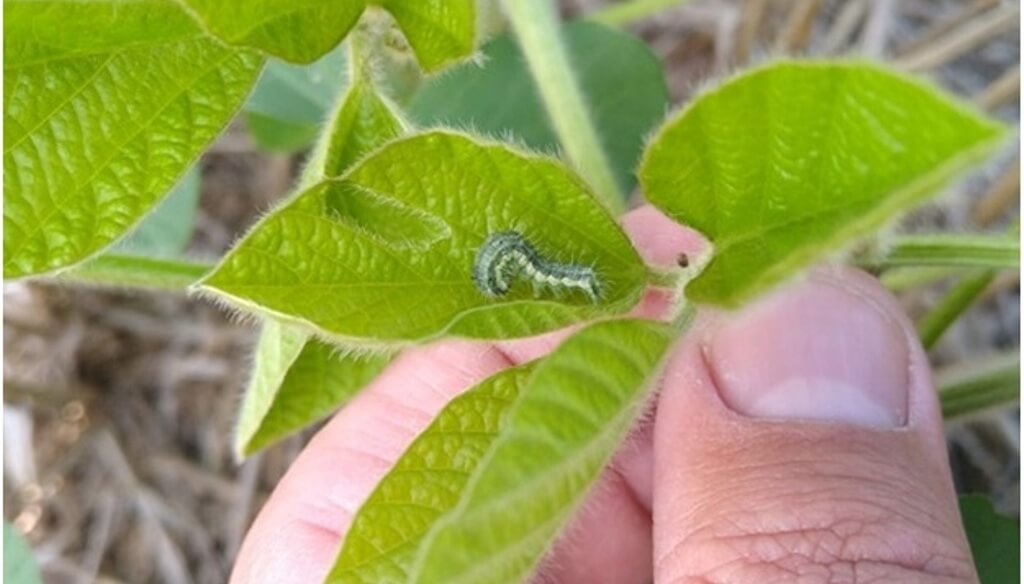Nueva formulación: el insecticida que evolucionó y ahora se aplica a menor dosis por hectárea
