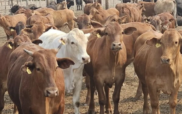 Ganaderos de Córdoba buscan recrear un modelo exitoso de Paraguay: en 5 años, aumentó 50% la producción Ganaderos de Córdoba buscan recrear un modelo exitoso de Paraguay: en 5 años, aumentó 50% la producción