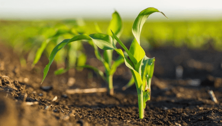 La deficiencia de boro, otra alerta nutricional para los cultivos en Argentina
