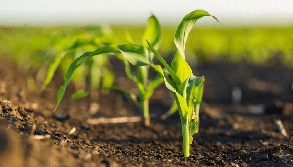 La deficiencia de boro, otra alerta nutricional para los cultivos en Argentina