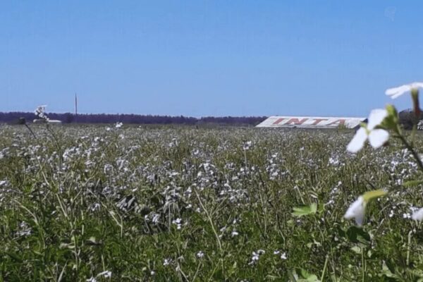 Los cultivos de cobertura como recurso forrajero: el pastoreo regenerativo suma kilos y resta malezas