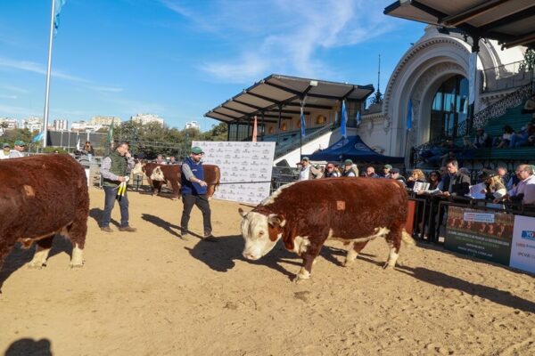 Tras festejar su Centenario, la raza Hereford activa su Plan 2030 y busca ser cada vez más federal