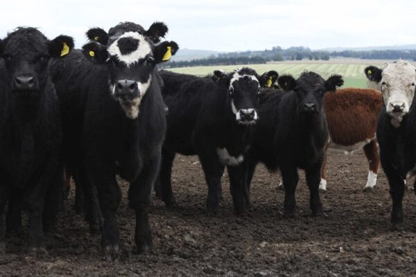 Carne: la hacienda de consumo aumentó 10,1% en Cañuelas, pero todavía corre detrás de la inflación