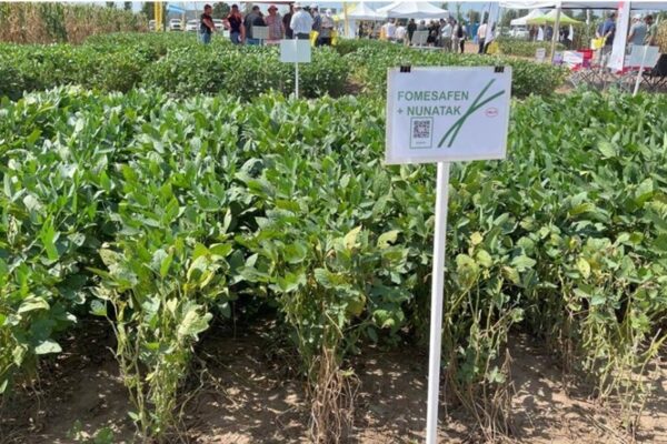 Un bioestimulante en “modo recuperación”: repara cultivos con estrés por fitotoxicidad