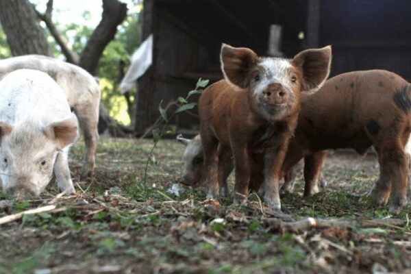 Triquinosis: el Senasa aprobó un nuevo plan nacional de erradicación y control