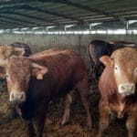 Establecidos los importes provisionales de las ayudas asociadas en la PAC 2024 al vacuno de carne, leche de vaca, oveja y cabra y ovino y caprino de carne
