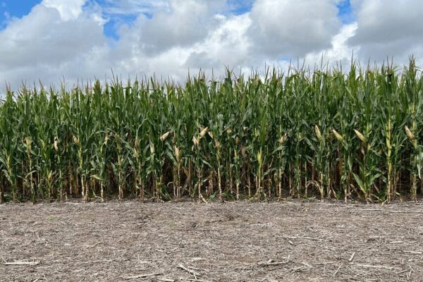 Los semilleros arman su selección para ganarle el partido a la chicharrita del maíz
