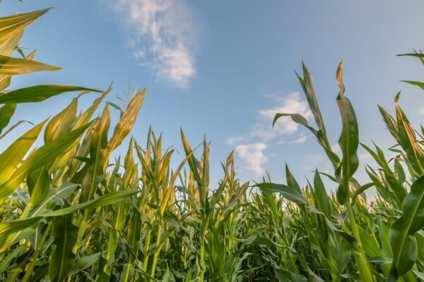 Los exportadores de maíz tienen la pelota: ¿calentarán los precios del mercado interno?