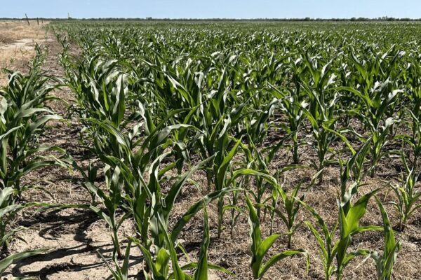 Aminoácidos que favorecen la fotosíntesis, una terapia biológica para desestresar al maíz