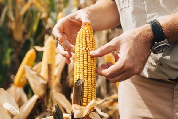 Día del Agricultor y del Productor Agropecuario: por qué se celebra el 8 de septiembre