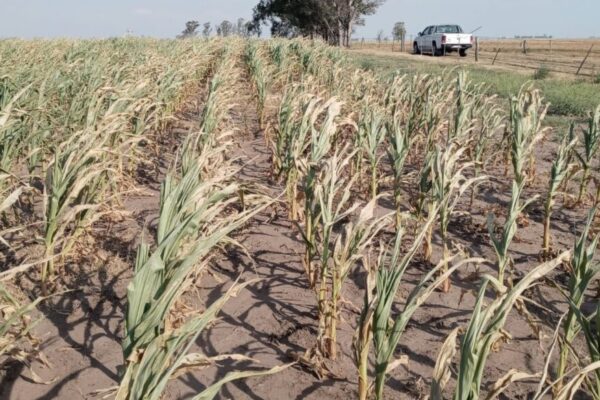 El Gobierno evalúa el riesgo fiscal de una eventual sequía: un particular análisis en el Presupuesto 2025