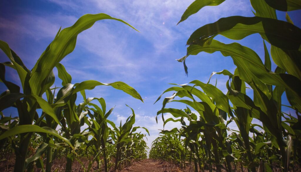 Microorganismos en sólidos, la alternativa para poder “inocular” al maíz