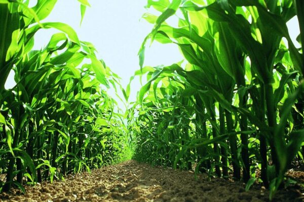 El maíz ante un año Niña: recomiendan sembrar temprano, y reducir la densidad y el espaciamiento