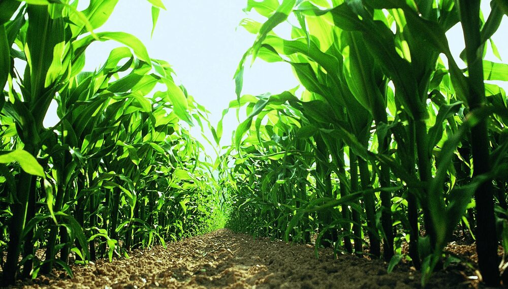 El maíz ante un año Niña: recomiendan sembrar temprano, y reducir la densidad y el espaciamiento