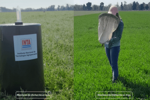 Informe de plagas: la chicharrita del maíz todavía no enciende la alarma en la zona núcleo