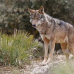 Siguen las críticas a Ribera por su protección del lobo: «O no tiene datos actualizados o no quiere facilitar la información que tiene»