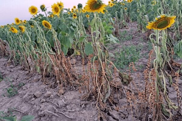 Orobanche cumana: todo lo que hay que saber sobre la nueva maleza que amenaza al girasol argentino