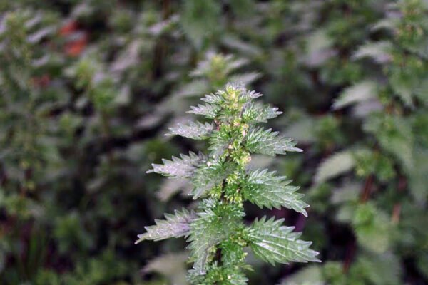 Cómo cultivar ortiga en casa: una guía con 5 pasos claves