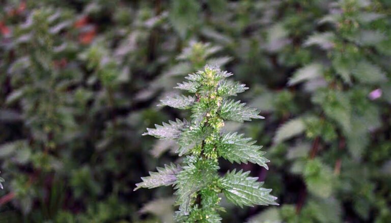 Cómo cultivar ortiga en casa: una guía con 5 pasos claves