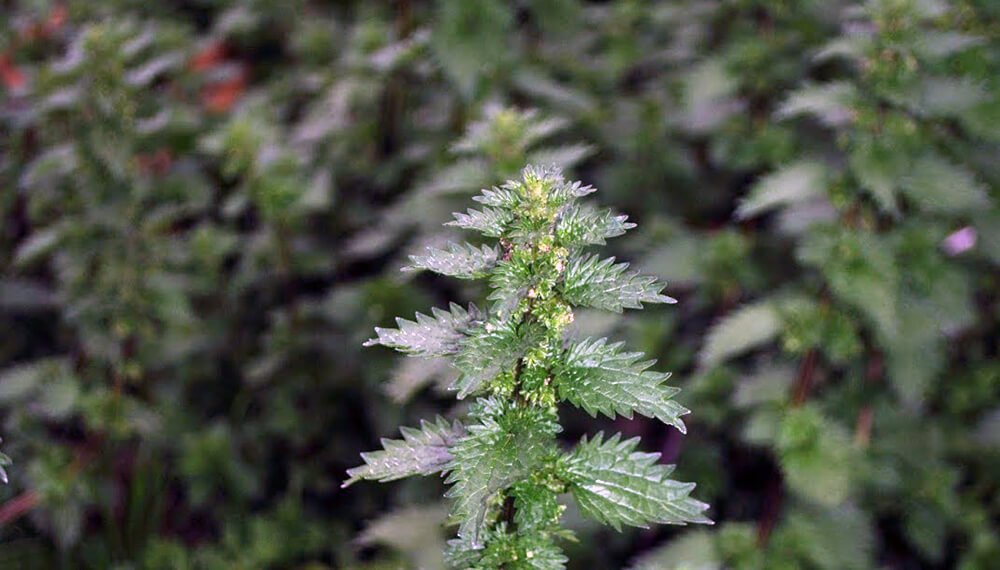 Cómo cultivar ortiga en casa: una guía con 5 pasos claves