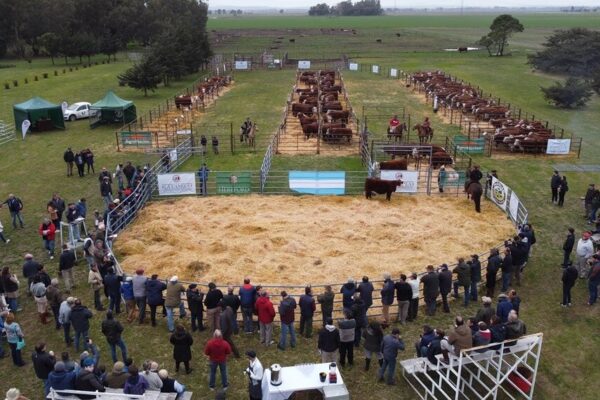 Dos décadas produciendo bovinos de elite: en Olavarría, La Camila alimenta la genética Hereford