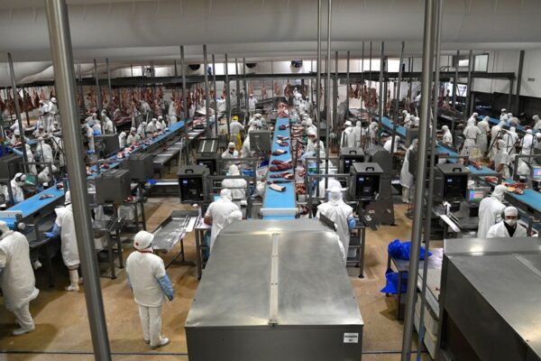 China abre su mercado a más frigoríficos argentinos, para exportarle harinas de carne, hueso y sangre