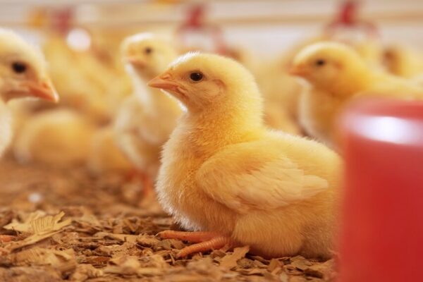 La industria avícola no solo teme por la gripe aviar: cómo prevenir la “coccidiosis” La industria avícola no solo teme por la gripe aviar: cómo prevenir la “coccidiosis”