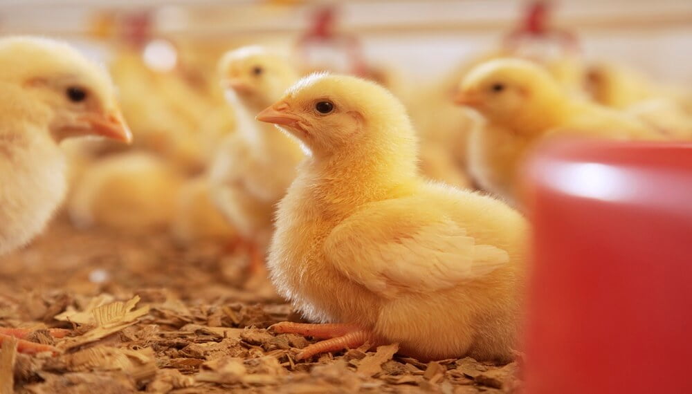 La industria avícola no solo teme por la gripe aviar: cómo prevenir la “coccidiosis”