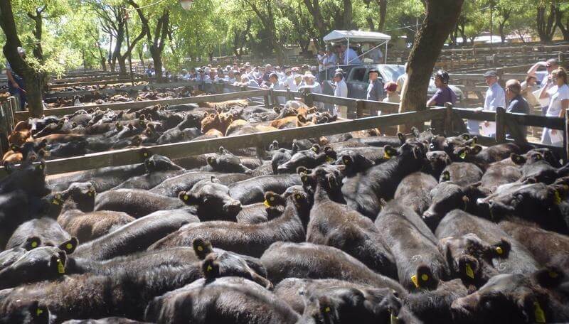 Un tironeo en la hacienda: la baja oferta activa los precios, pero la demanda retraída les pone un techo