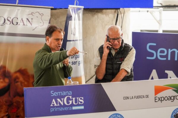 ¿Un anticipo de lo que viene para la hacienda?: en la Expo Angus, se pagó un lote a $ 3.570 el kilo