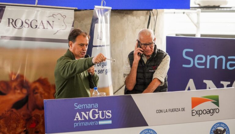¿Un anticipo de lo que viene para la hacienda?: en la Expo Angus, se pagó un lote a $ 3.570 el kilo