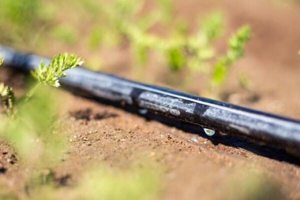 Con riego por goteo, el maíz eleva los techos de rendimiento: hasta 220 quintales por hectárea