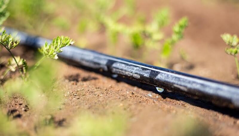 Con riego por goteo, el maíz eleva los techos de rendimiento: hasta 220 quintales por hectárea