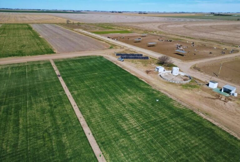 Seis años de ensayos con riego por goteo subterráneo: los rindes pueden crecer hasta el triple