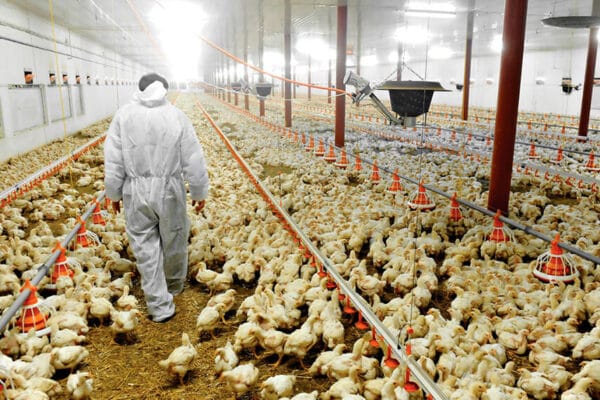 Entre Ríos busca U$S 25 millones para su producción avícola: quiere sumar 100 galpones por año