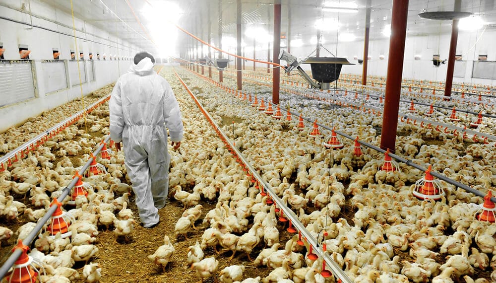 Entre Ríos busca U$S 25 millones para su producción avícola: quiere sumar 100 galpones por año